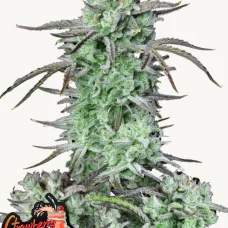 STRAWBERRY BANANA Auto